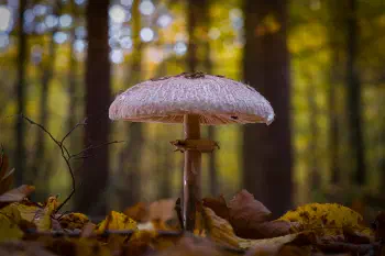 Riesenschirmling