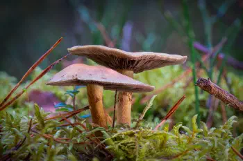 Schwefelköpfe