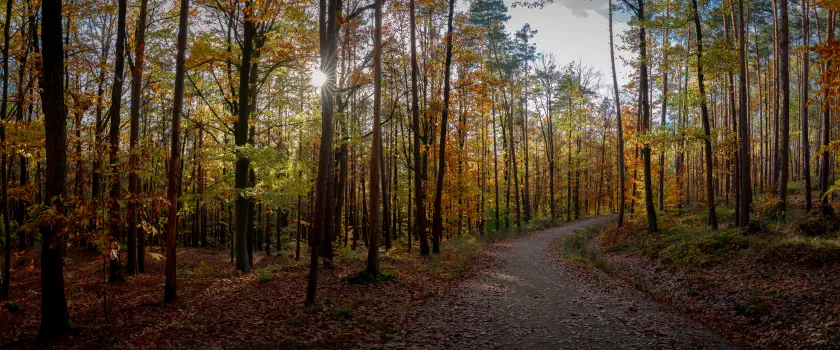 Meilwald im Herbst