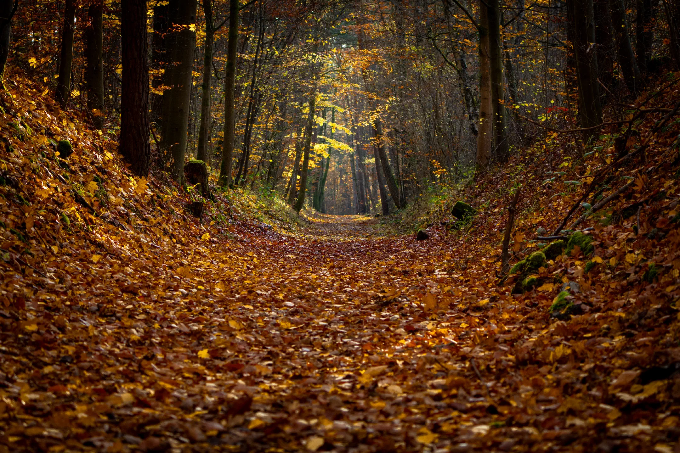 Hohlweg