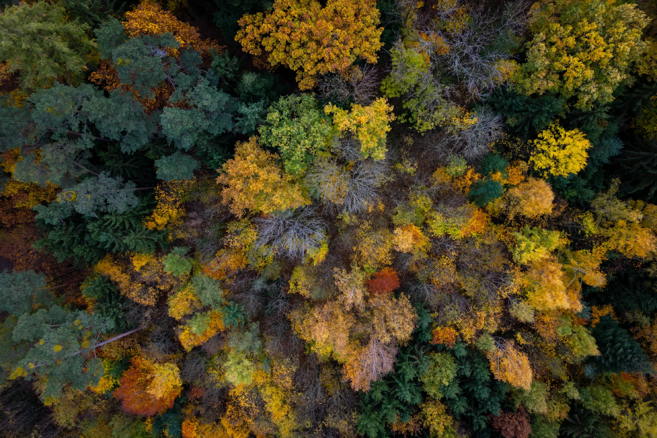 Herbstwald