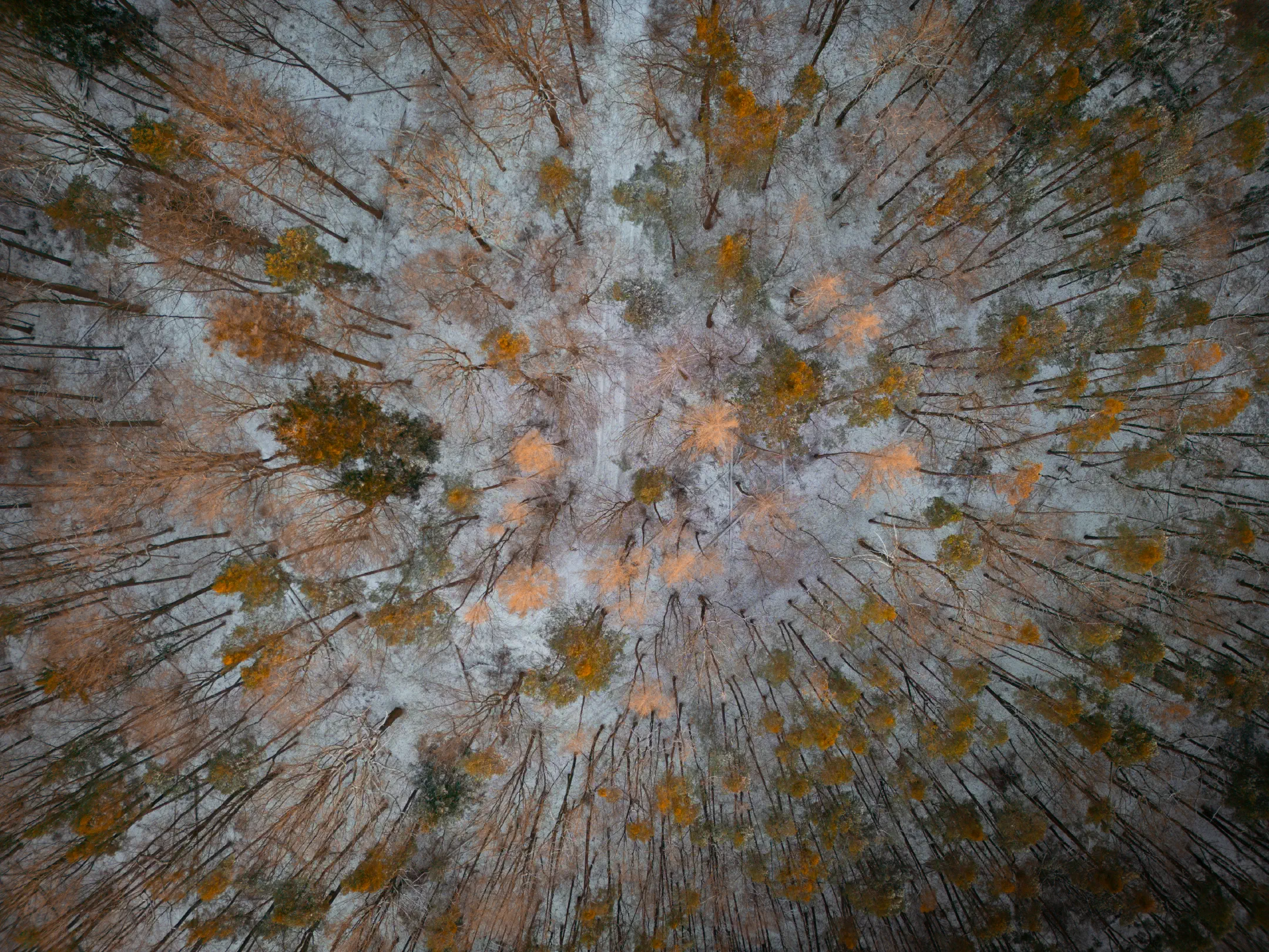 Winter woods