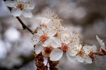 Cherry Blossom