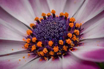 Dimorphotheca