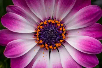 Dimorphotheca