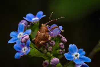 Acorn weevil on forget-me-not