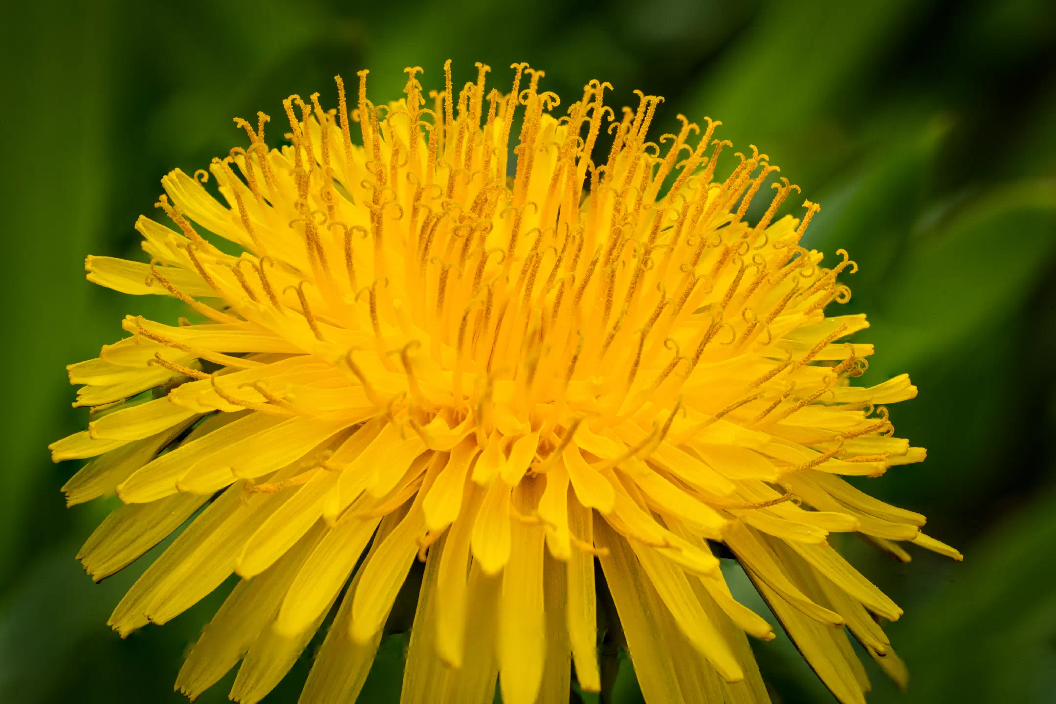 Dandelion