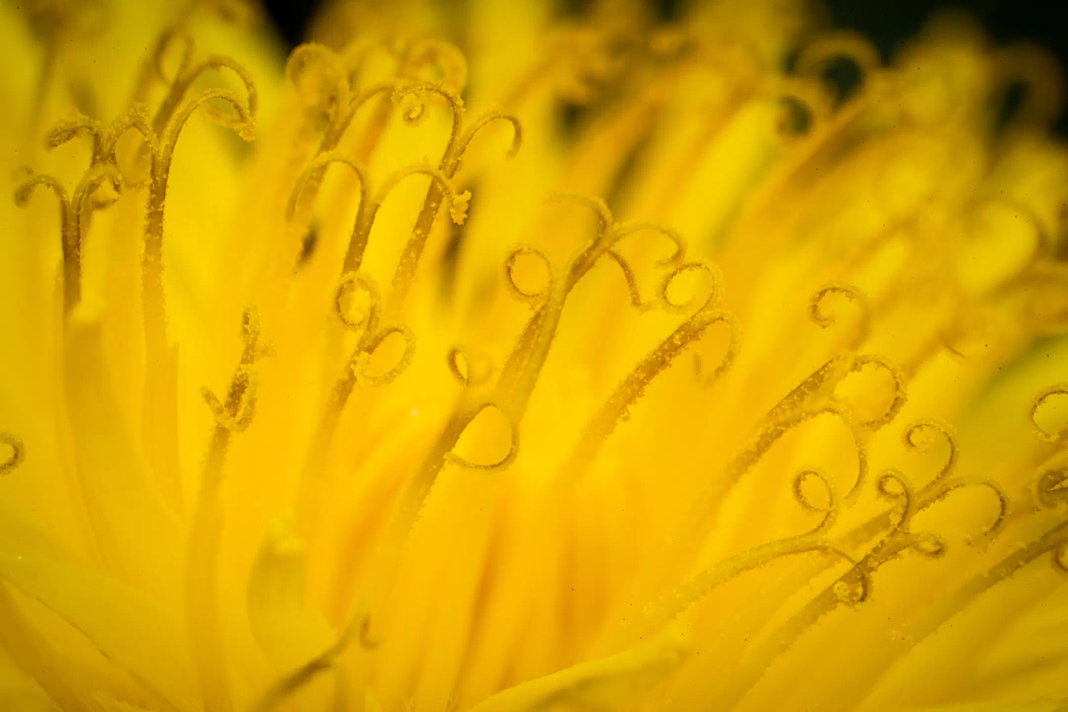 Dandelion close-up