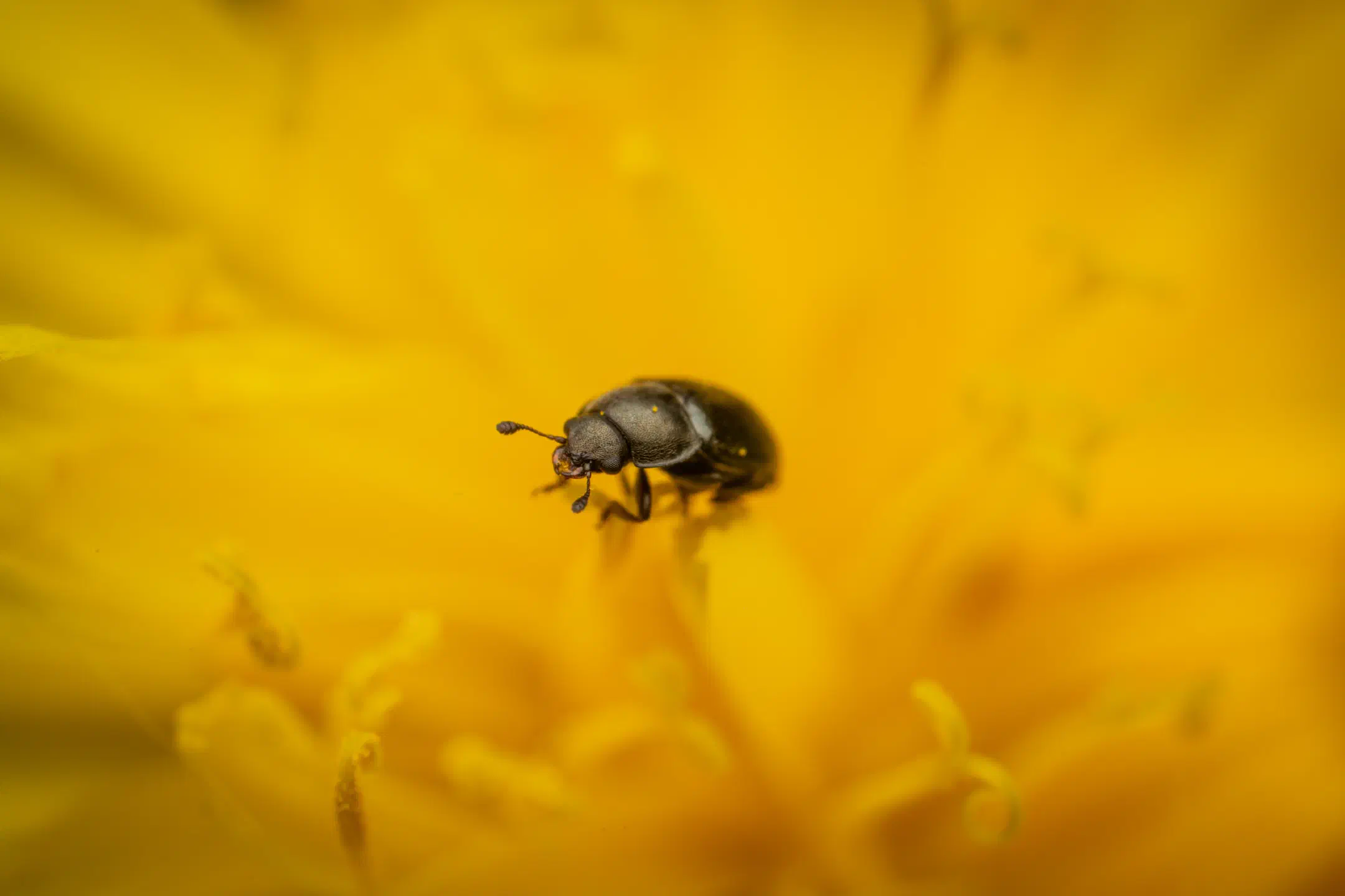 Common Pollen Beetle on Dandelion | 1/250s * f14 * ISO 200 * 200mm - FE 100mm F2.8 Macro GM OSS + 2X Teleconverter - Sony α7R V Common Pollen Beetle on Dandelion