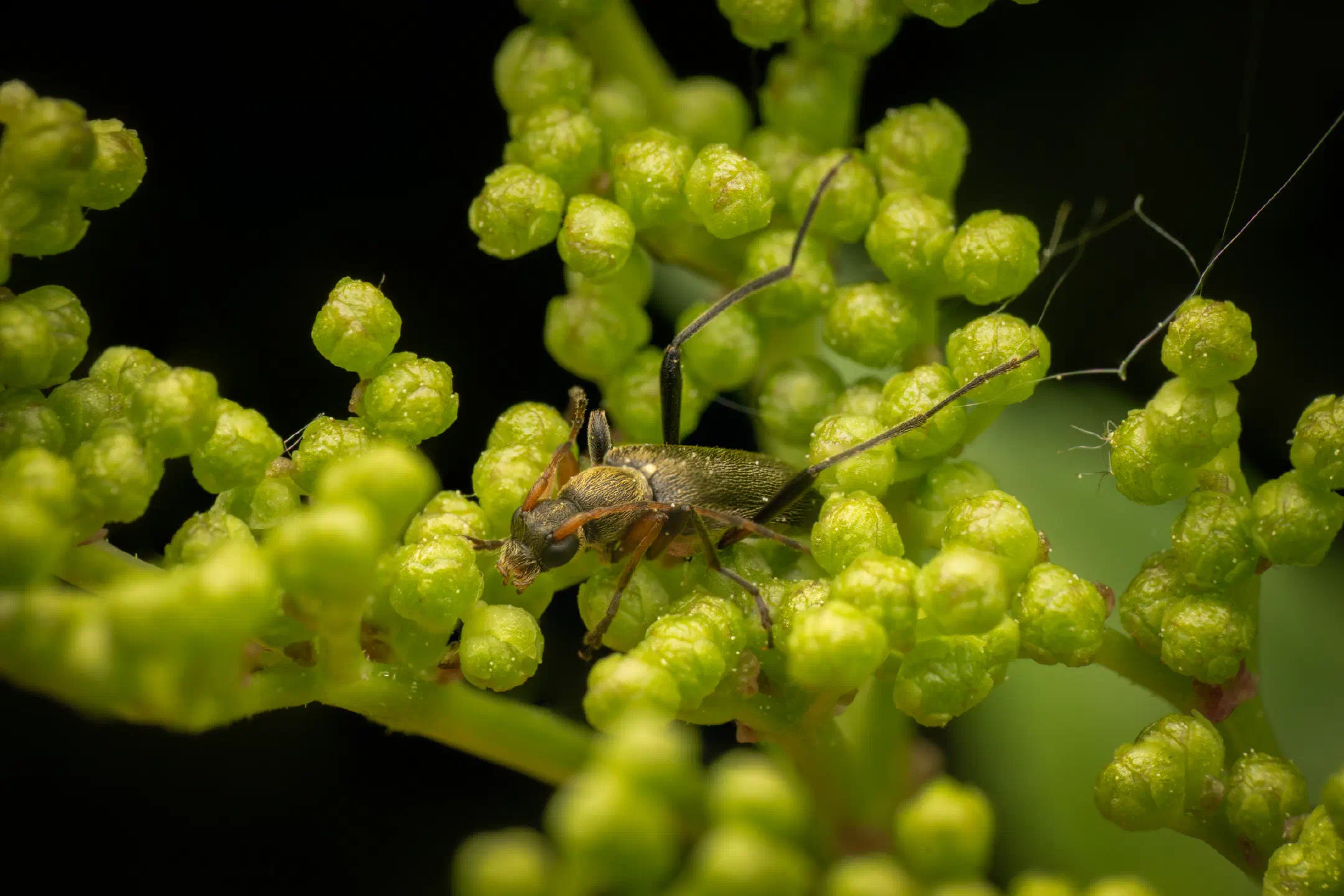 common grammoptera | common grammoptera
