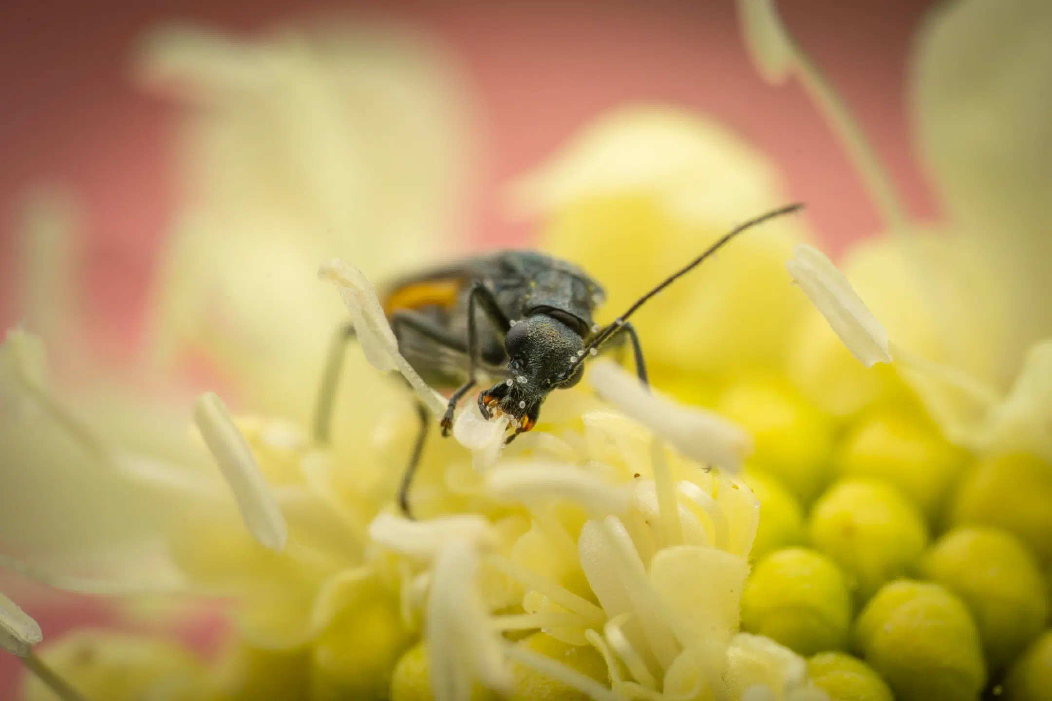 Oedemera lurida | Oedemera lurida