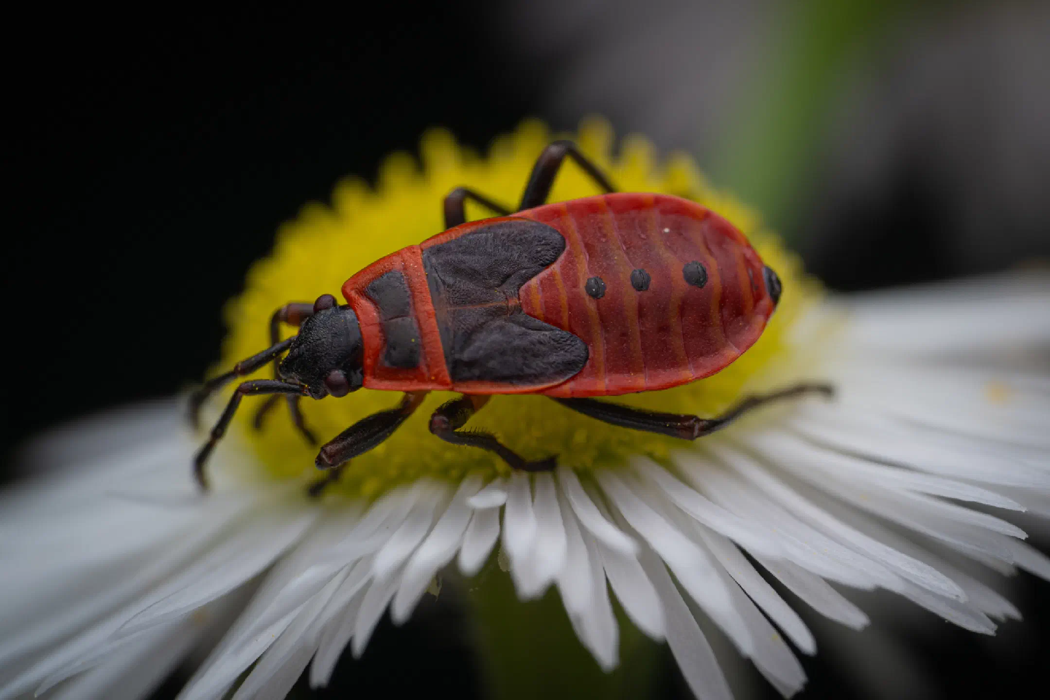 firebug