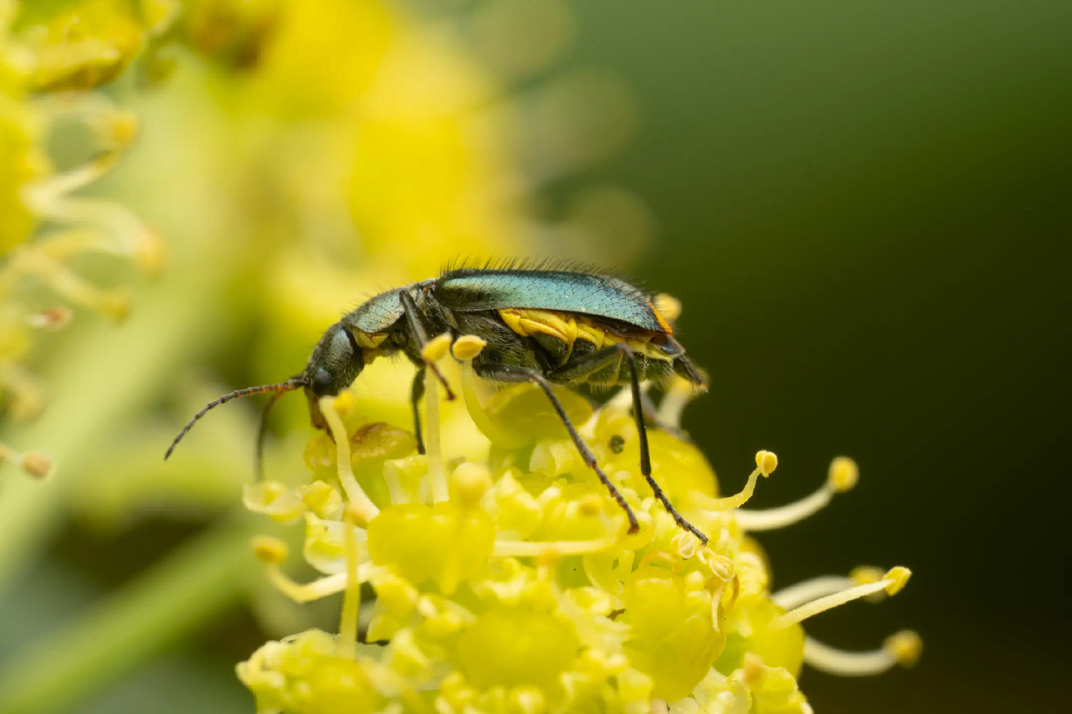 Yellow-fronted Soft-winged Flower Beetle | Yellow-fronted Soft-winged Flower Beetle