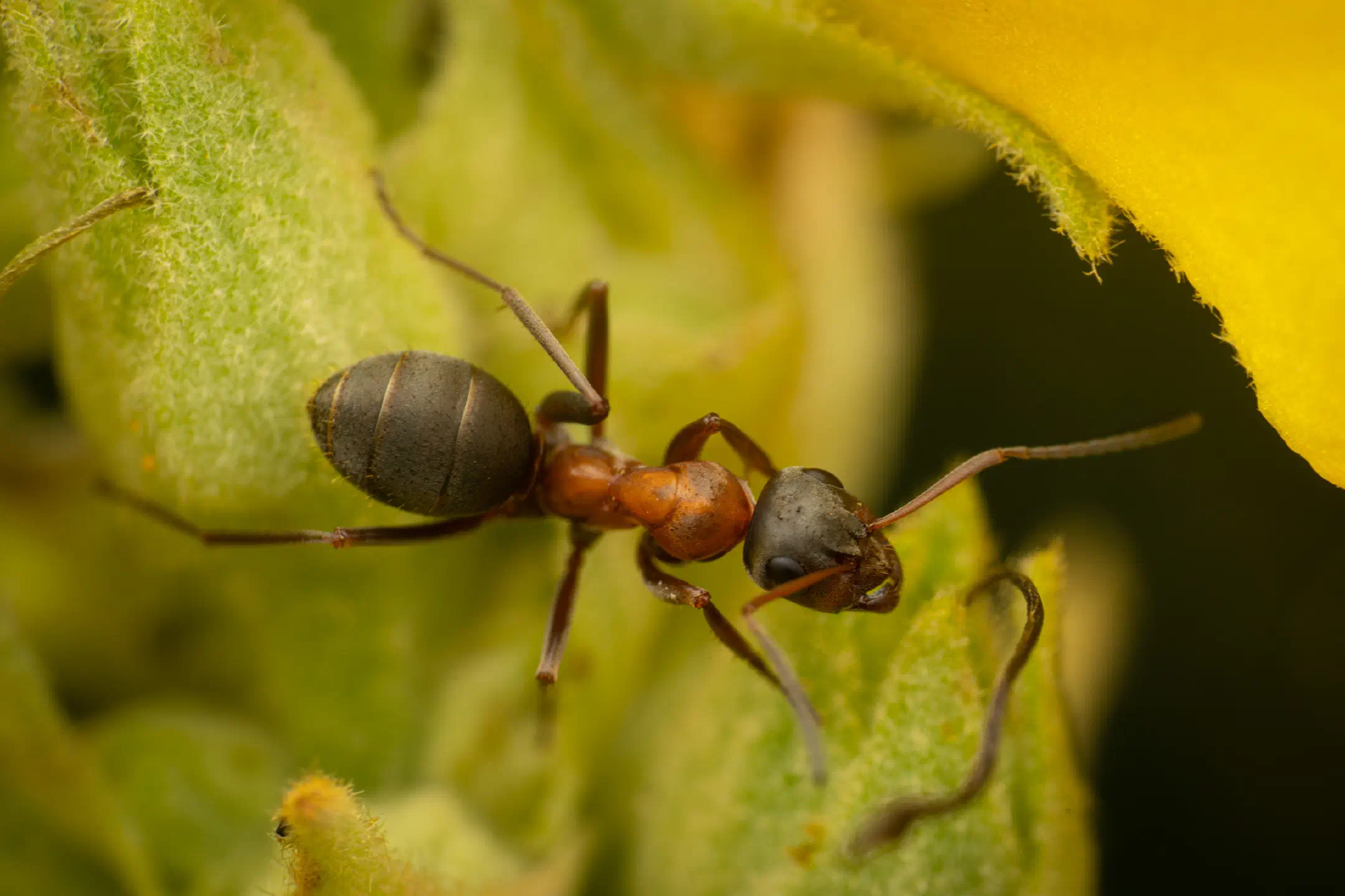 Red-barbed Ant | Red-barbed Ant