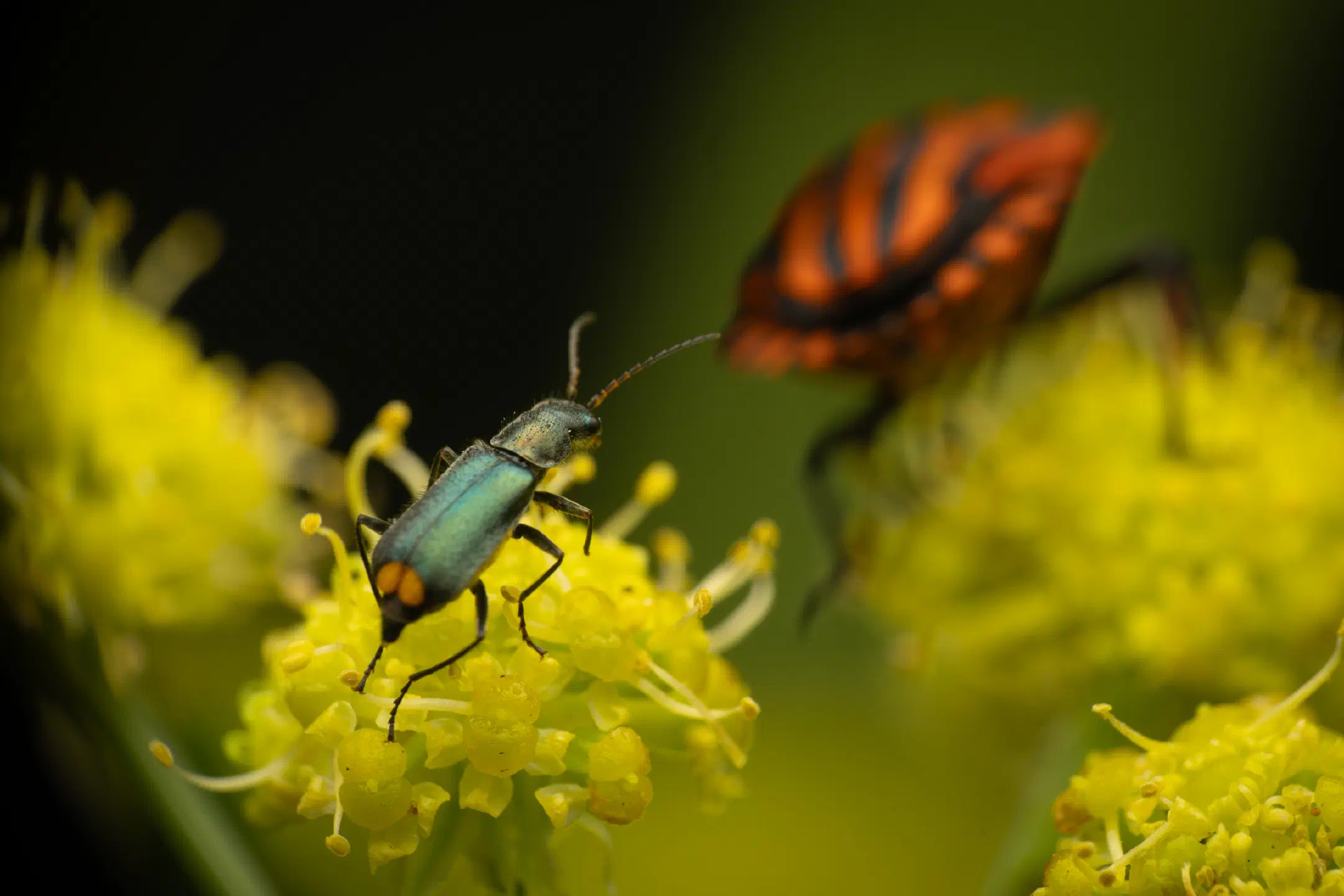 European Striped Shield Bug | European Striped Shield Bug