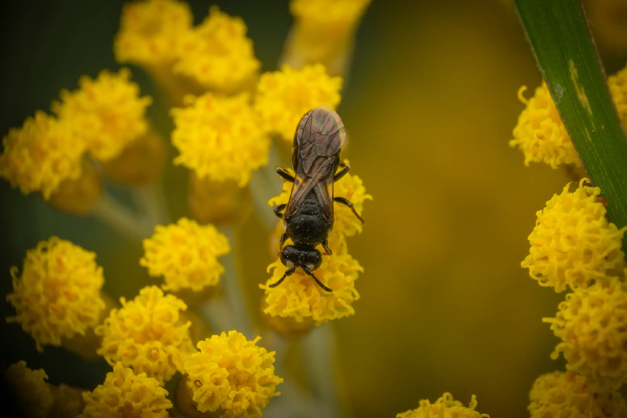 Masked Bees | Masked Bees