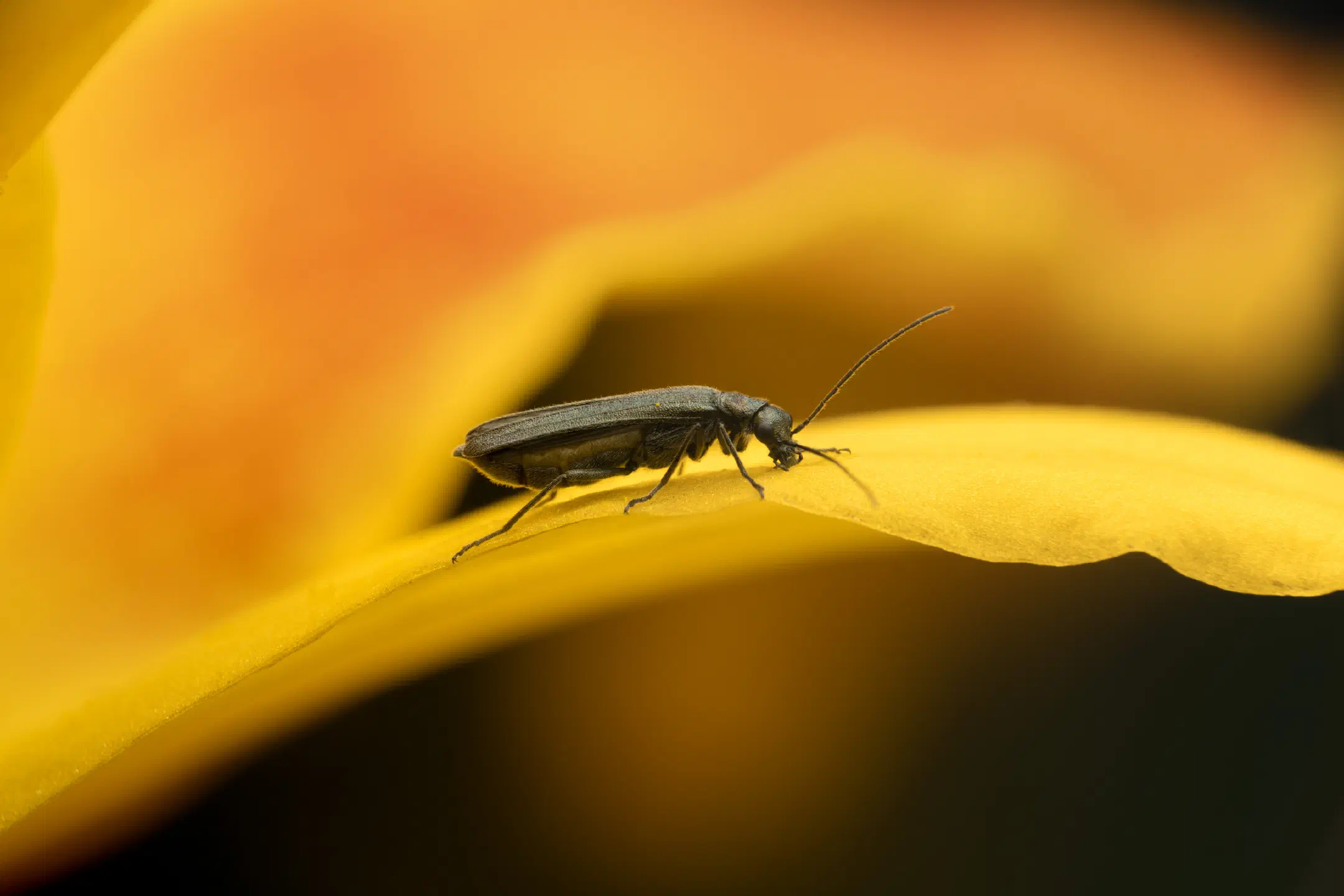 Oedemera lurida | Oedemera lurida