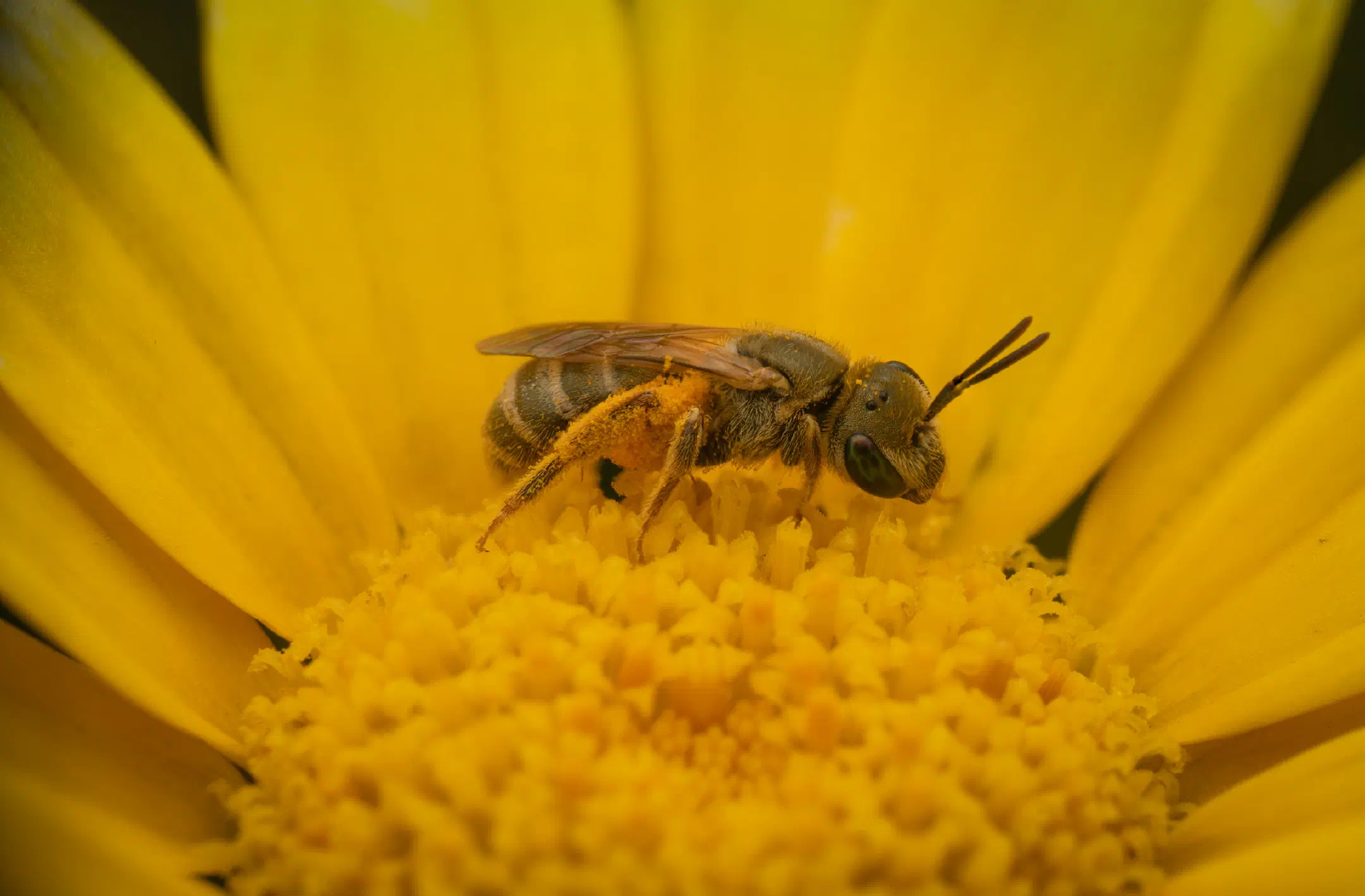 Furrow Bees | Furrow Bees
