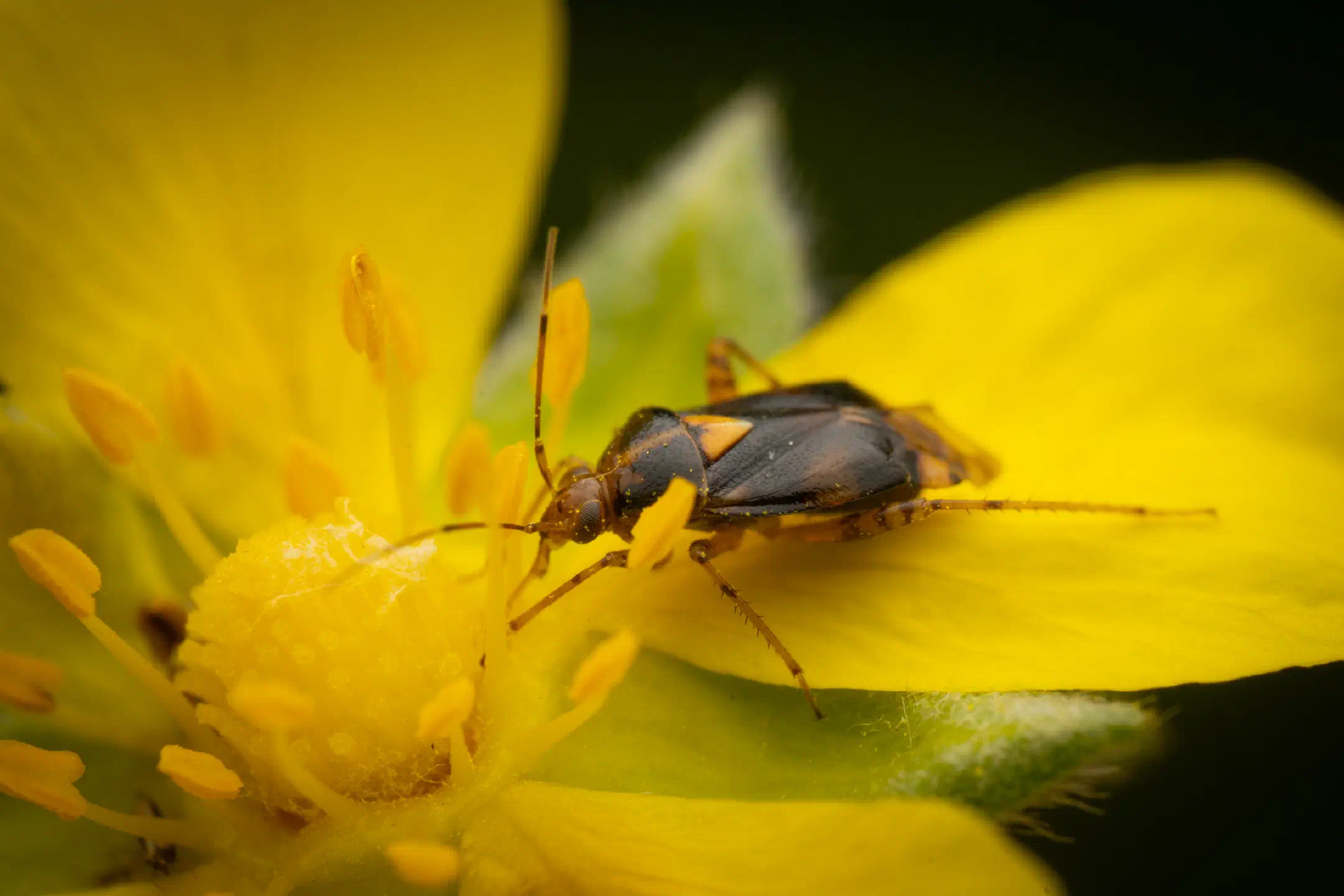 Three Spotted Nettle Bug | Three Spotted Nettle Bug
