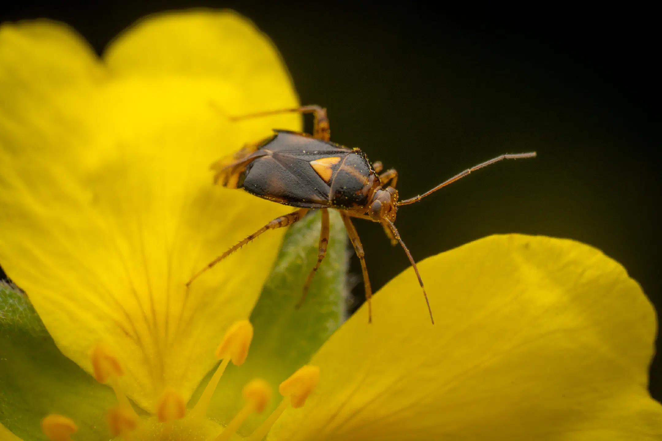 Three Spotted Nettle Bug | Three Spotted Nettle Bug