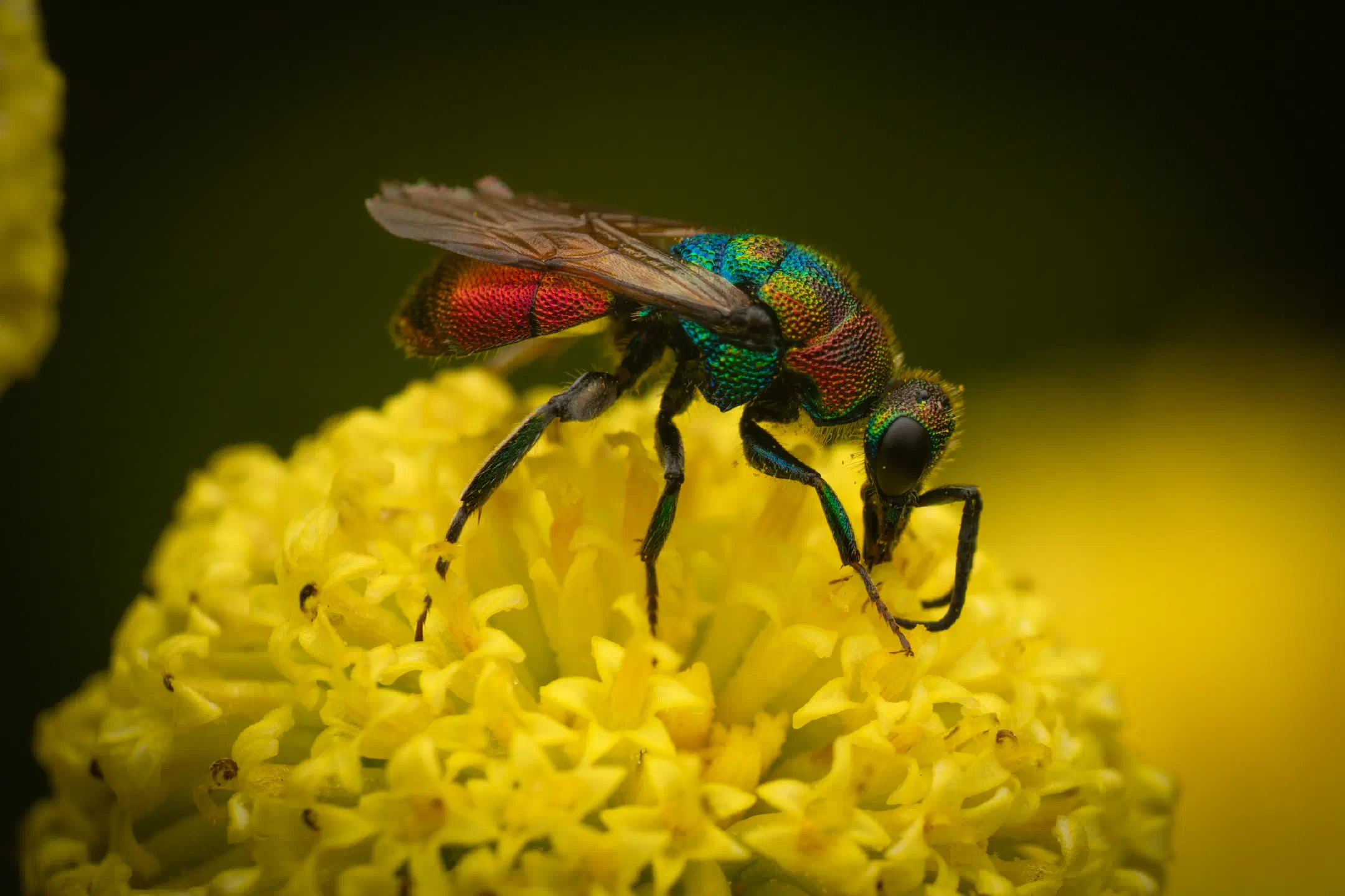 Hedychrum rutilans | Hedychrum rutilans