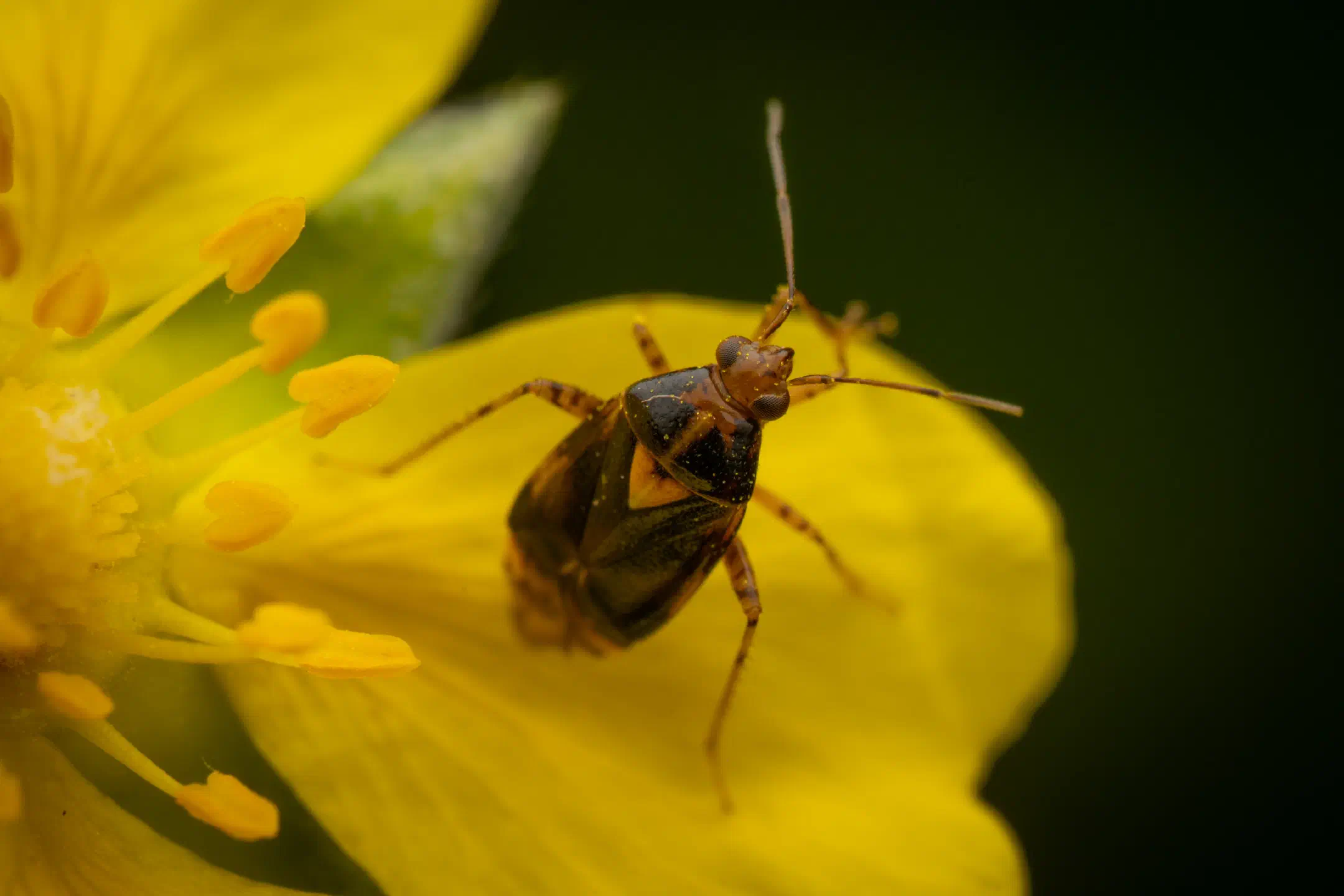 Three Spotted Nettle Bug | Three Spotted Nettle Bug