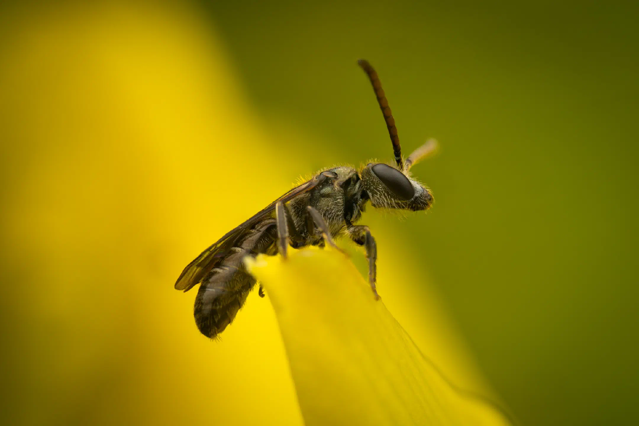 Furrow Bees | Furrow Bees