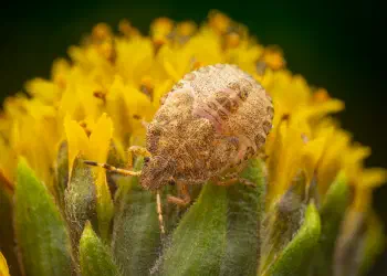 Sloe Bug | Sloe Bug