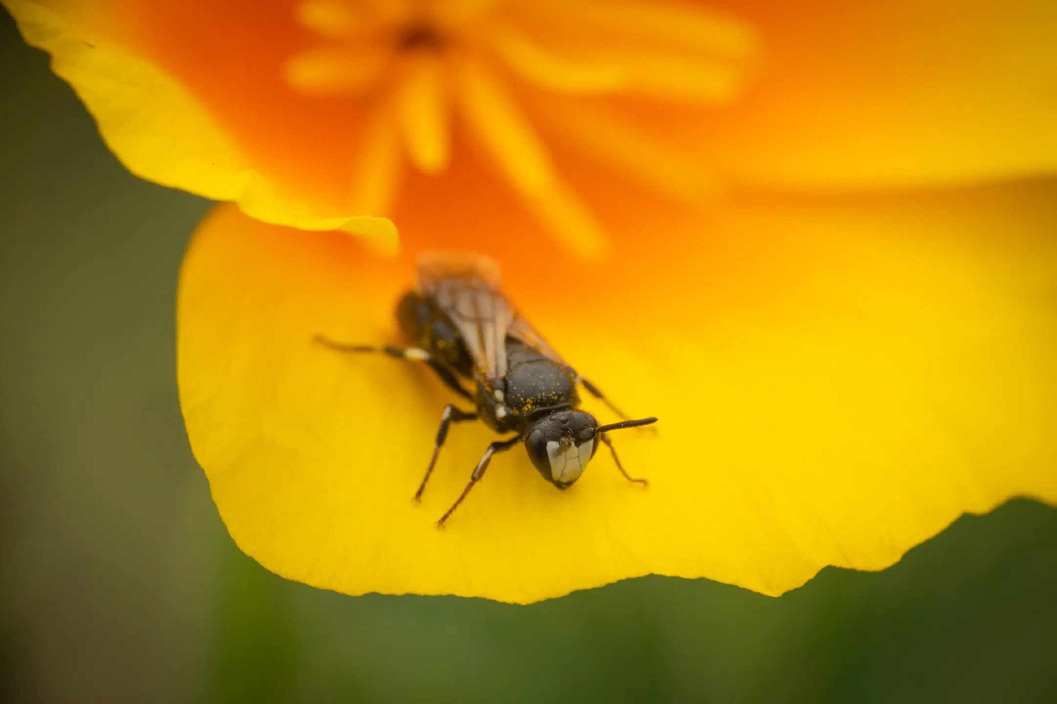 Masked Bees | Masked Bees