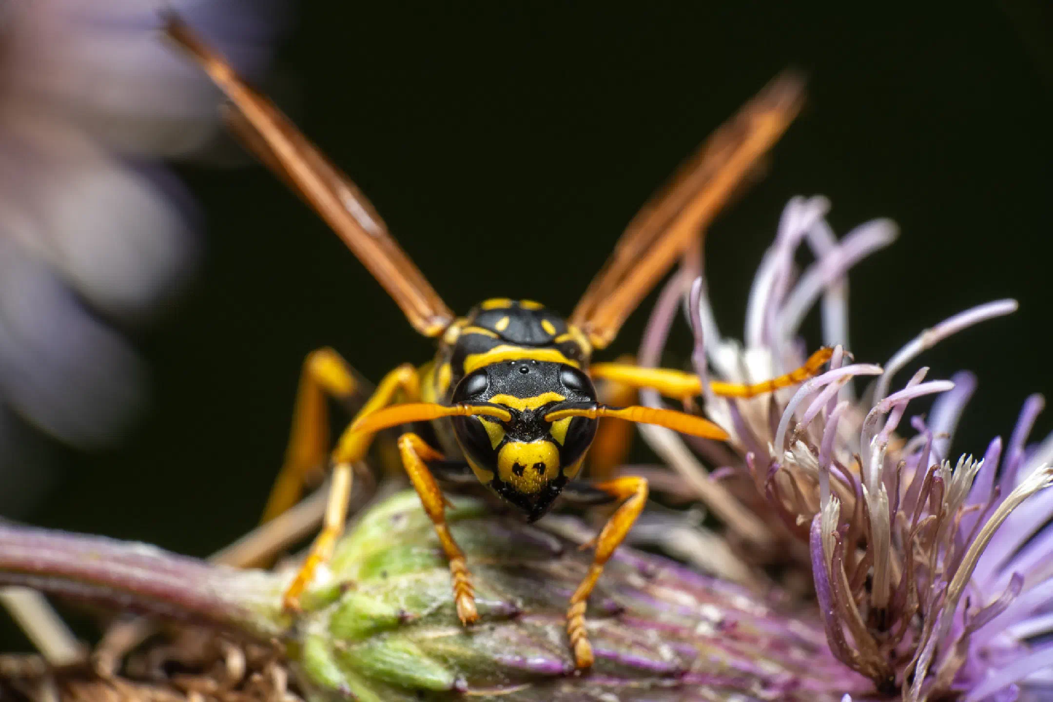 European paper wasp