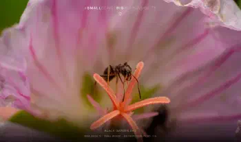 black garden ant