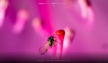 Aphid