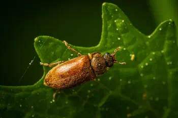Byturus ochraceus