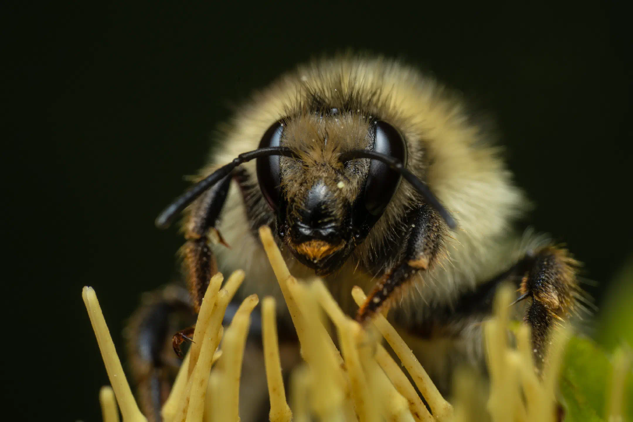 Shrill carder bee