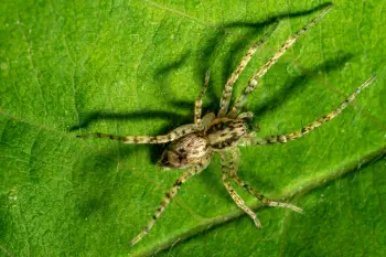 Buzzing Spider