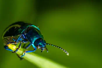 Mint beetle
