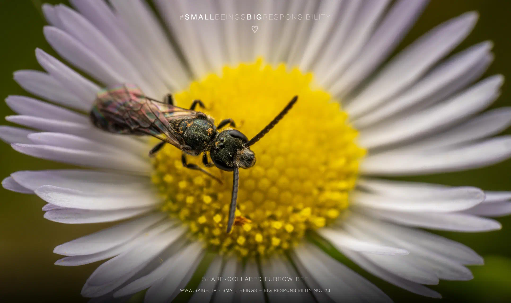 Sharp-collared furrow bee