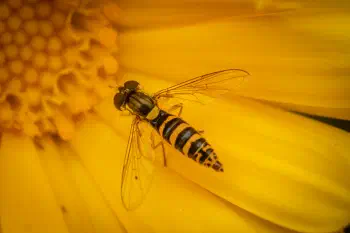 Common Globetail