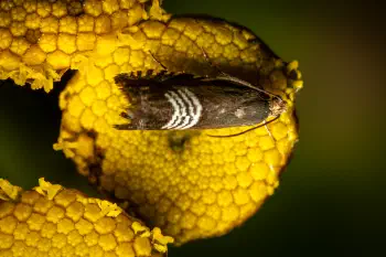Clover Seed Moth