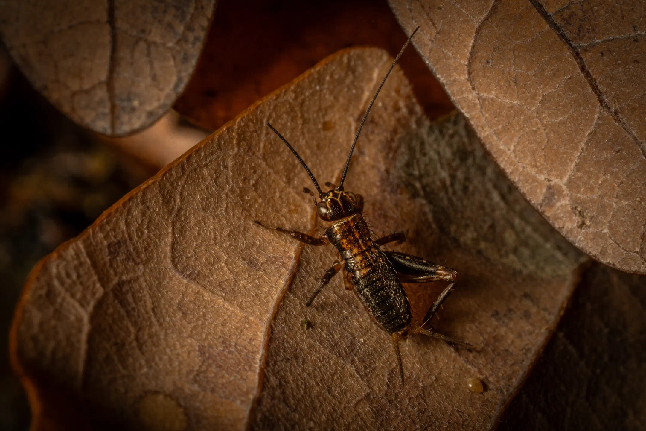 Wood Cricket