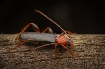 Tanbark Borer