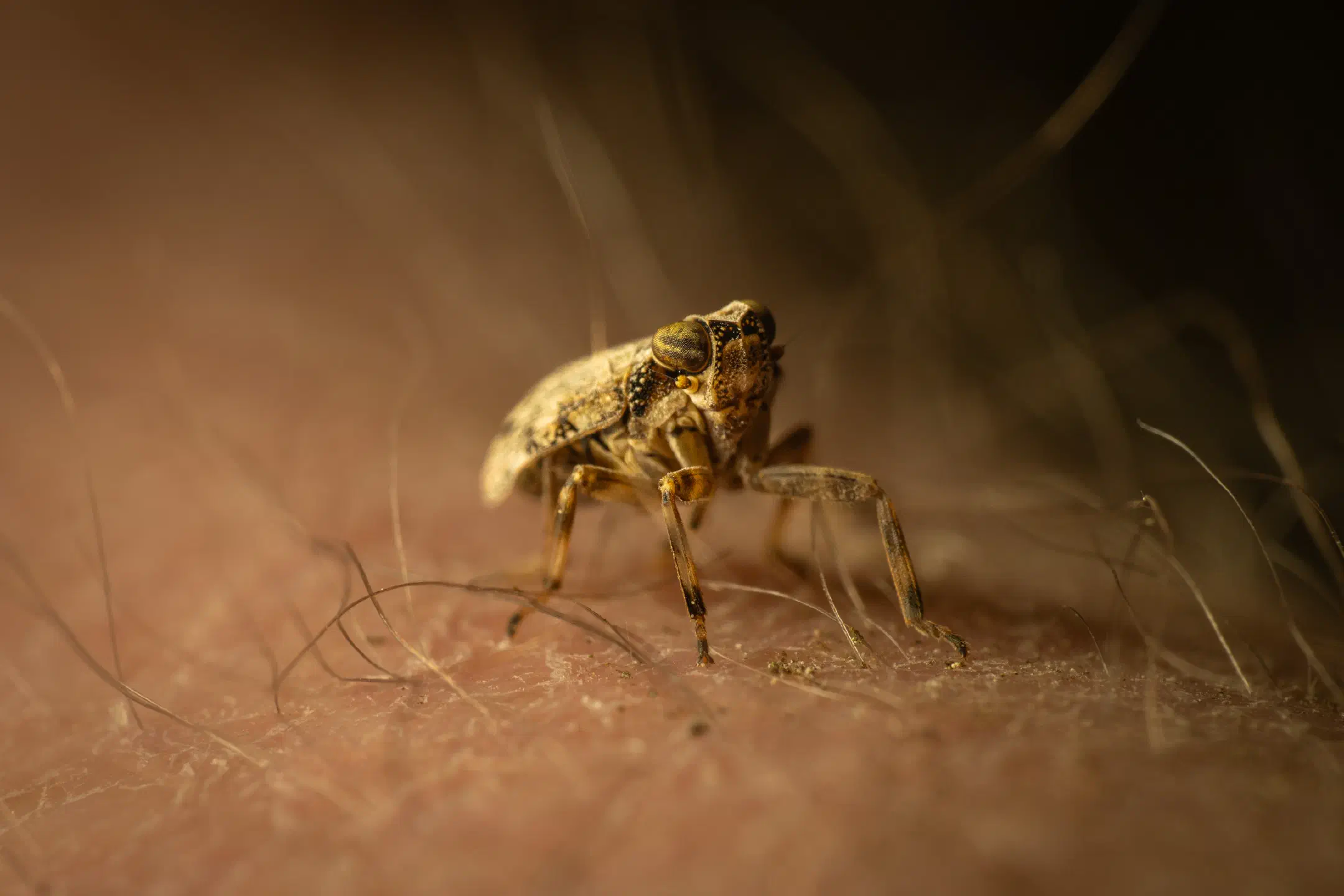 Issus coleoptratus