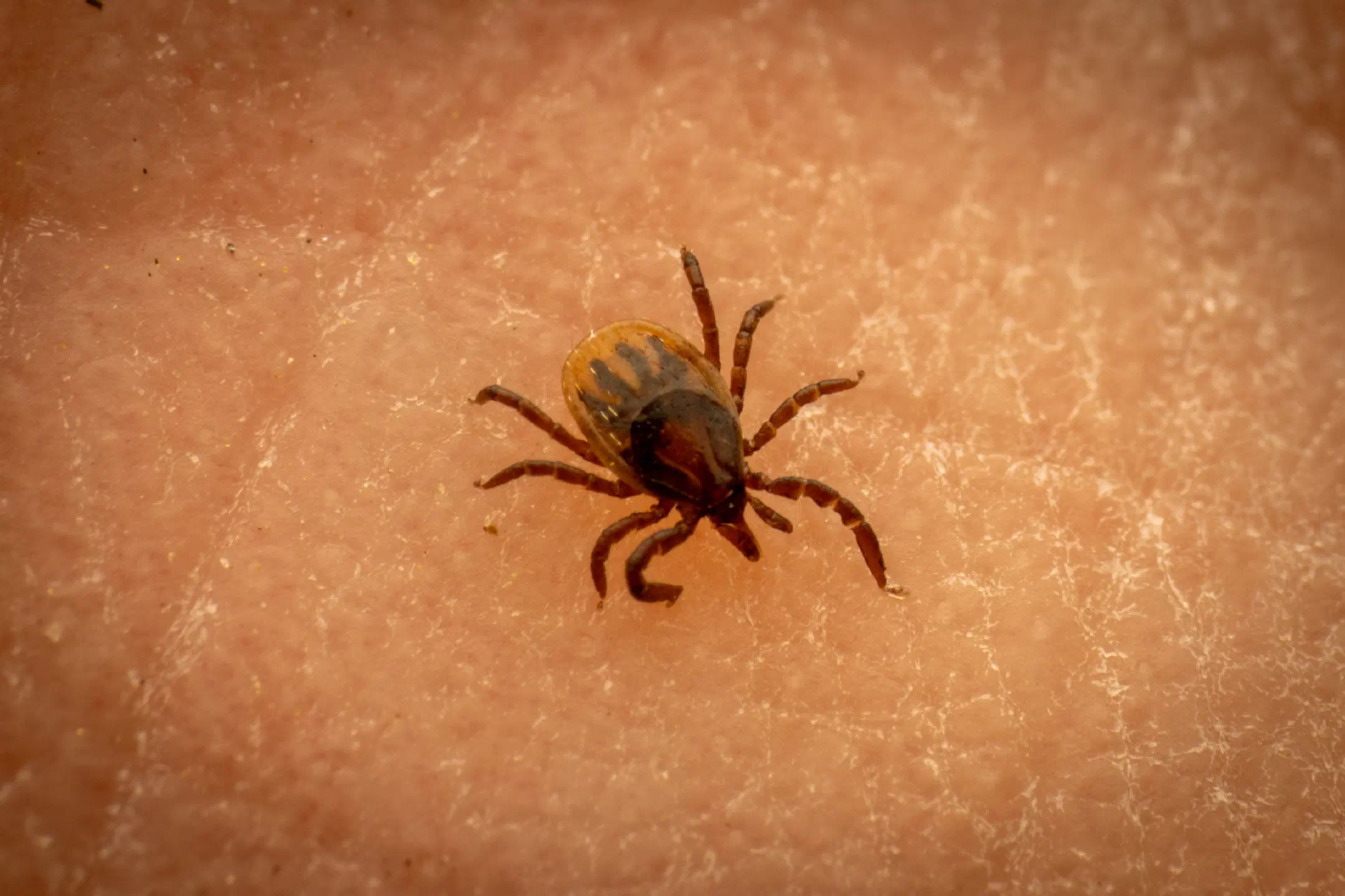 Castor Bean Tick