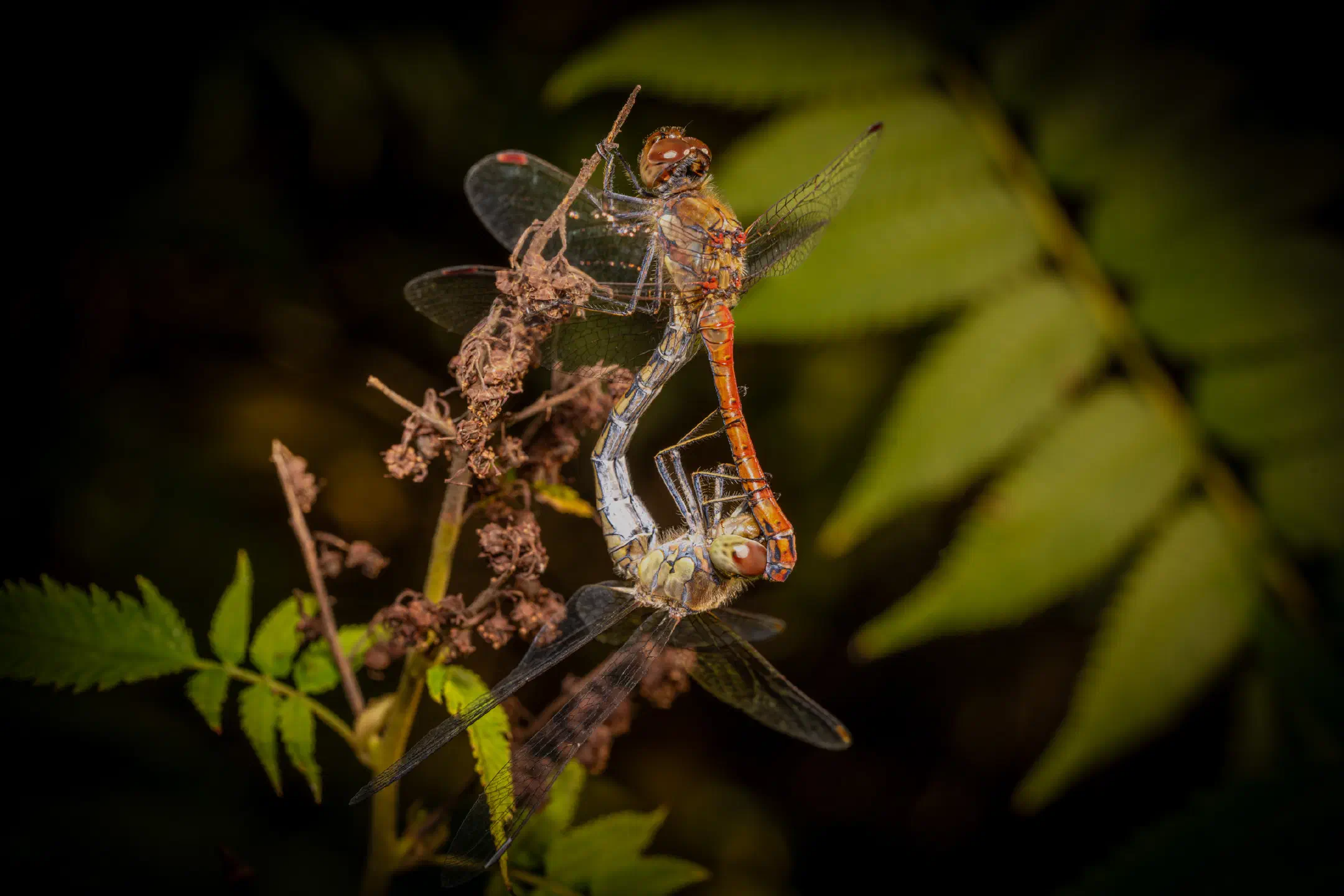 Common Darter