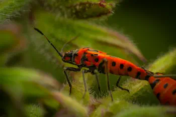 European Firebug