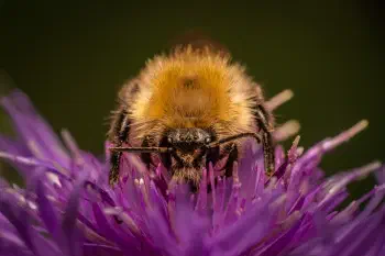Garden Bumble Bee