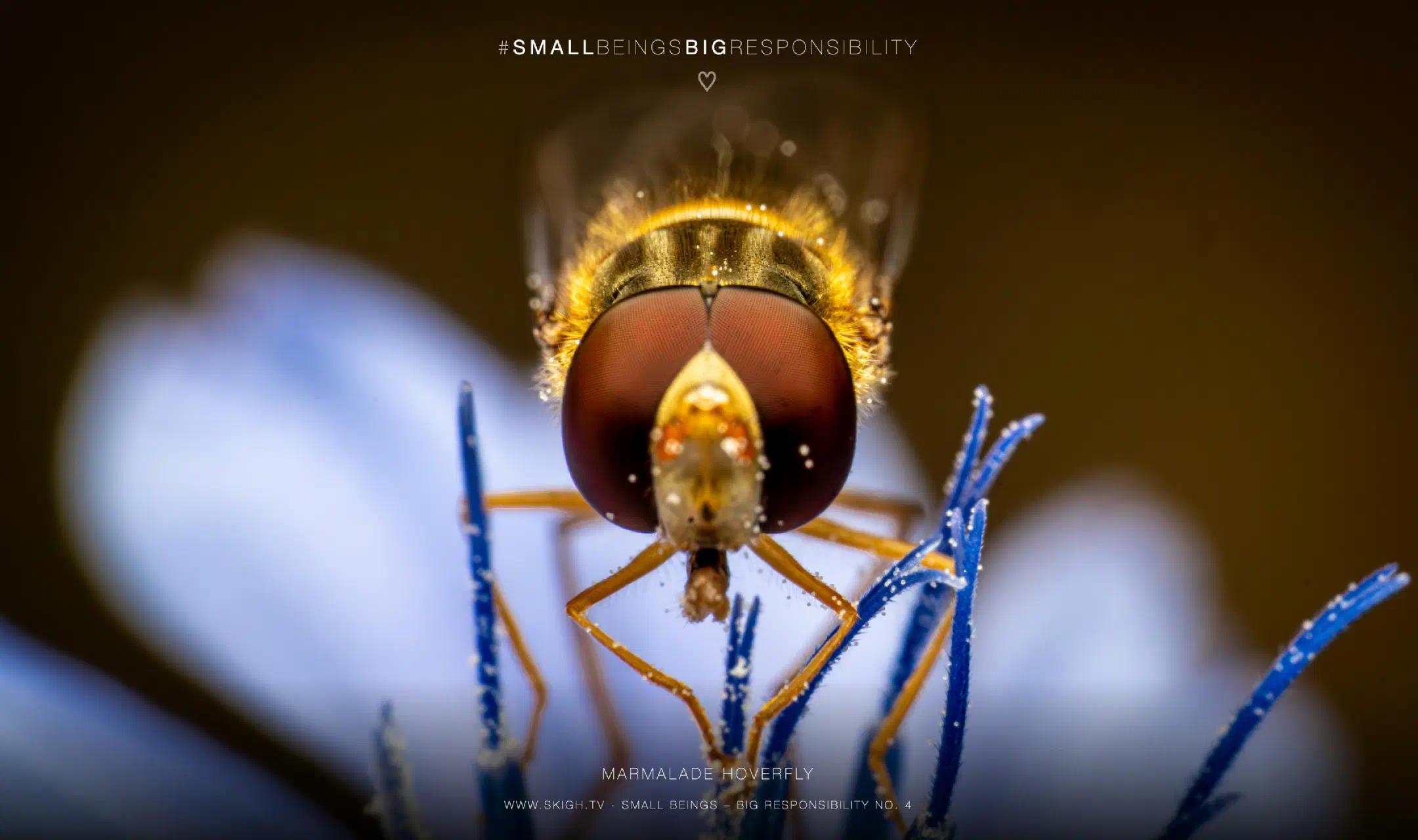 Marmalade hoverfly