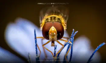 Marmalade hoverfly
