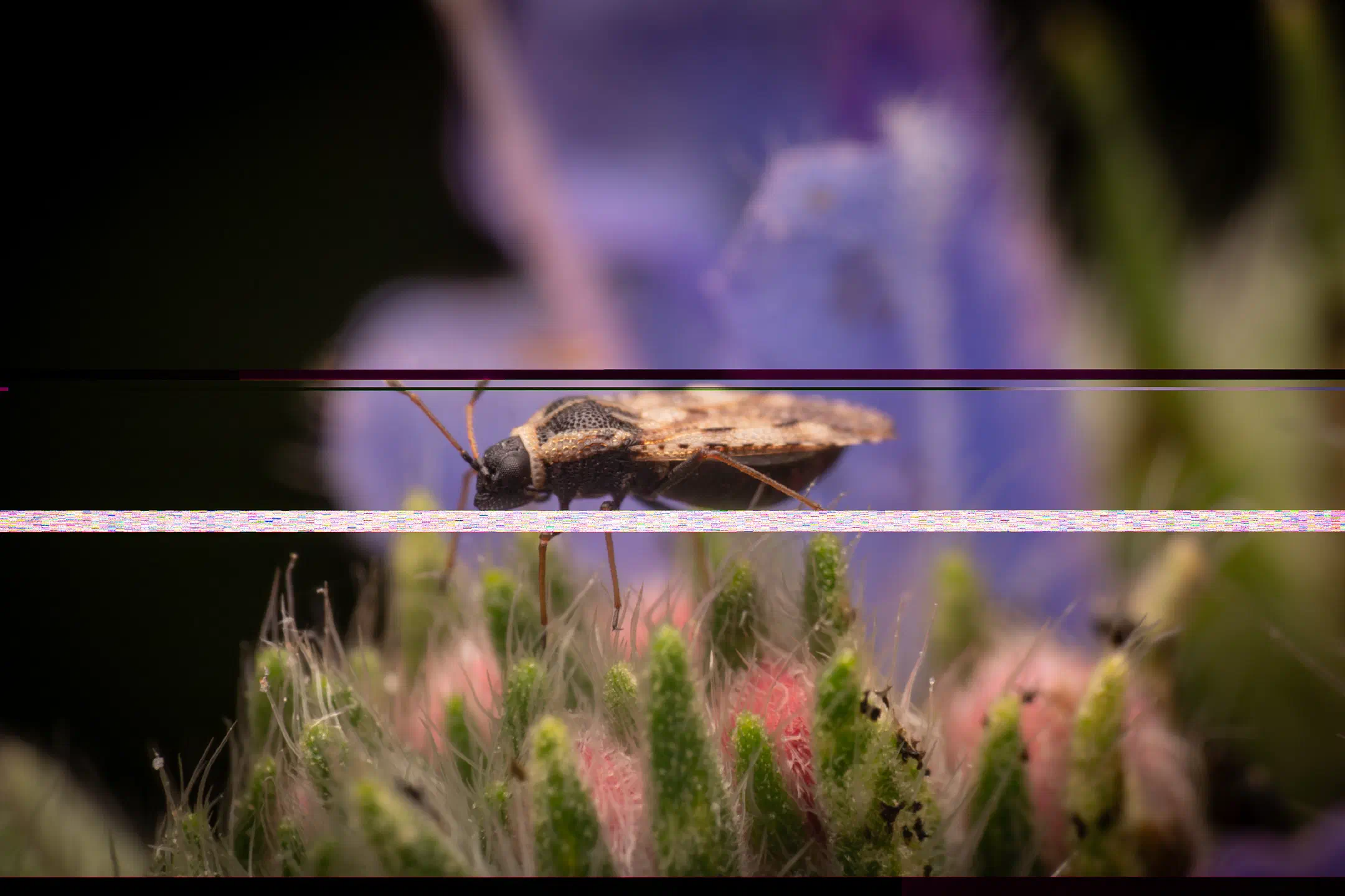 Bugloss' Lace Bug