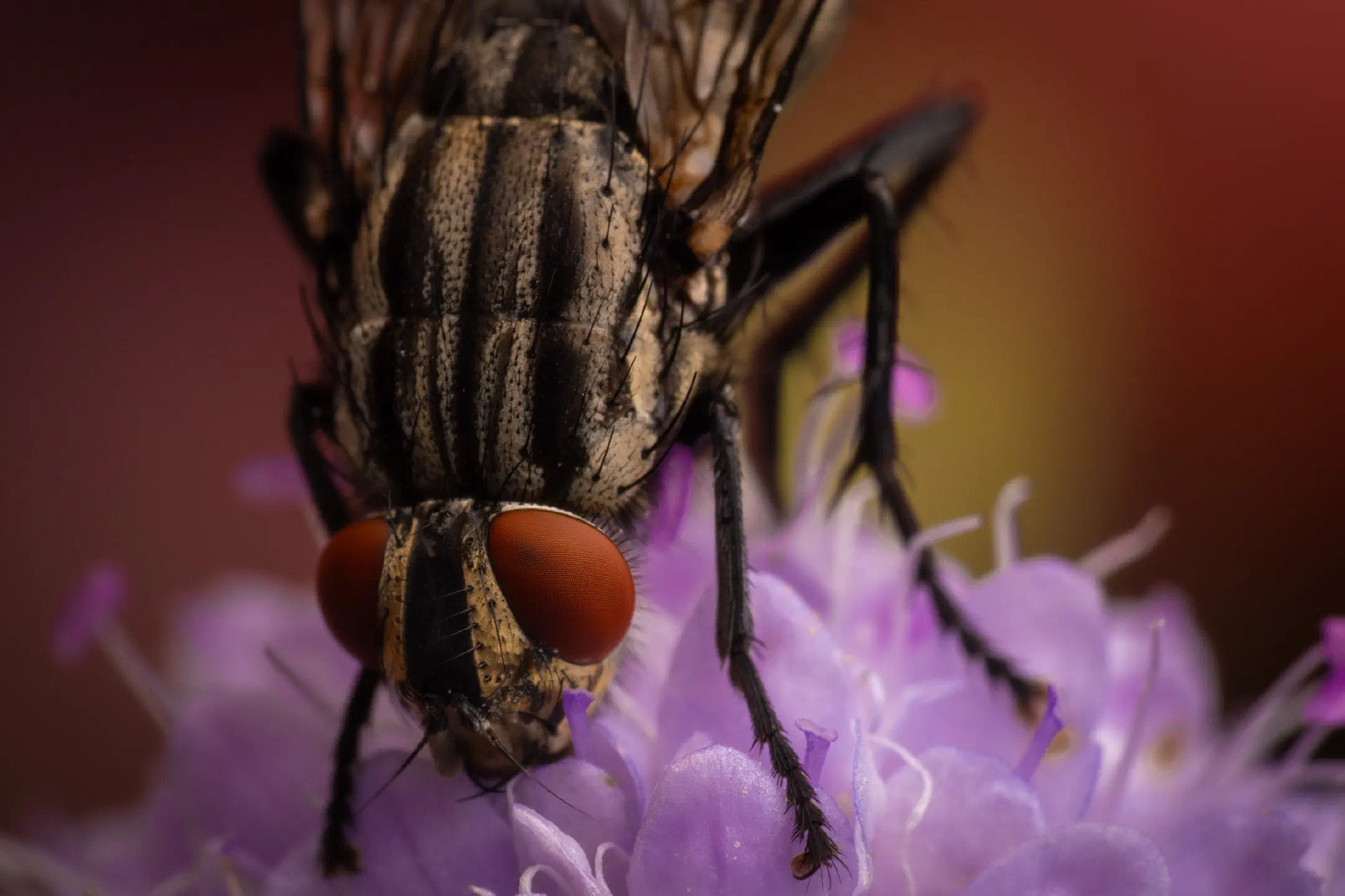Sarcophaga carnaria